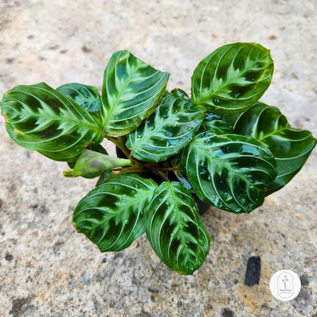 Maranta NoID - Nanemyuk
