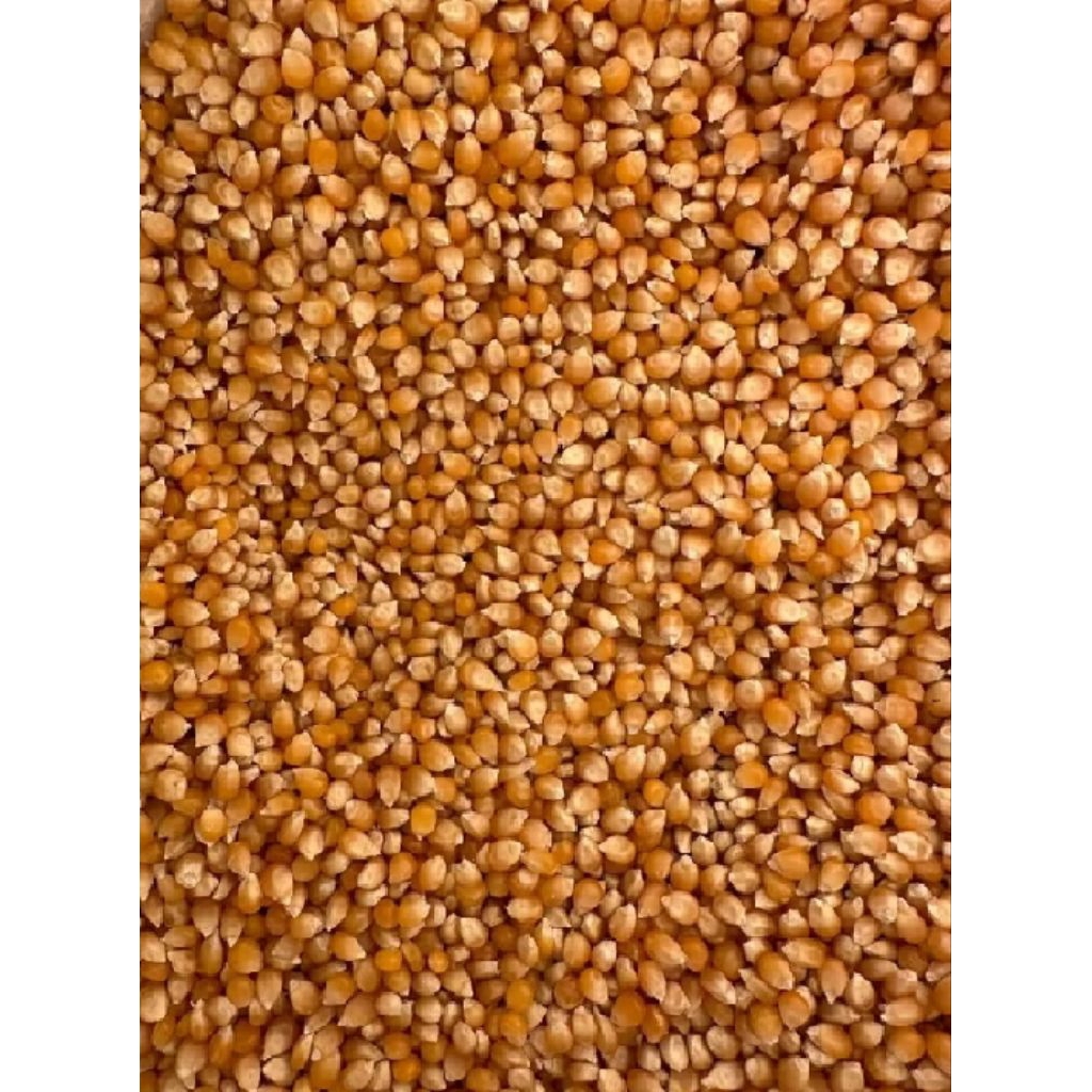 

bibit jagung khas madura 5kg