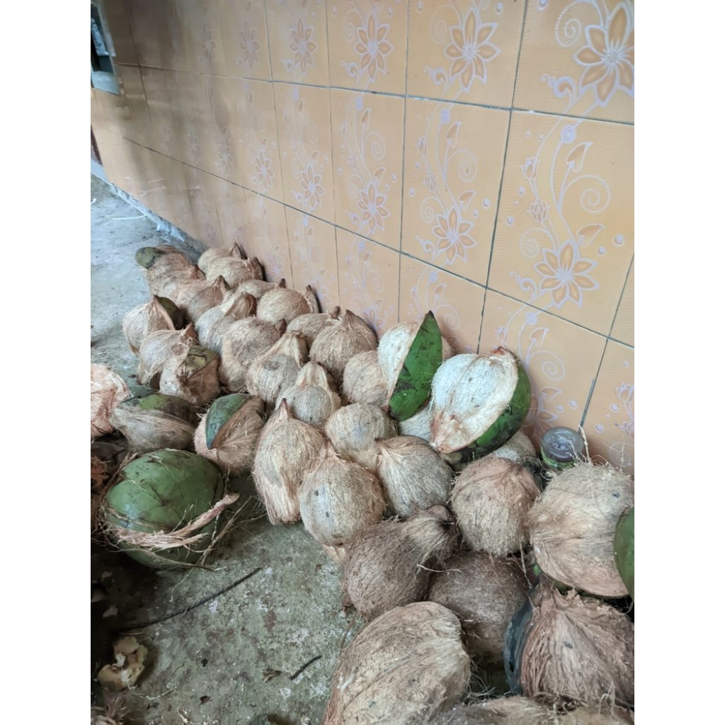 

KELAPA TUA SUPER SIAP DIBUAT MASAK PER 1 BIJI