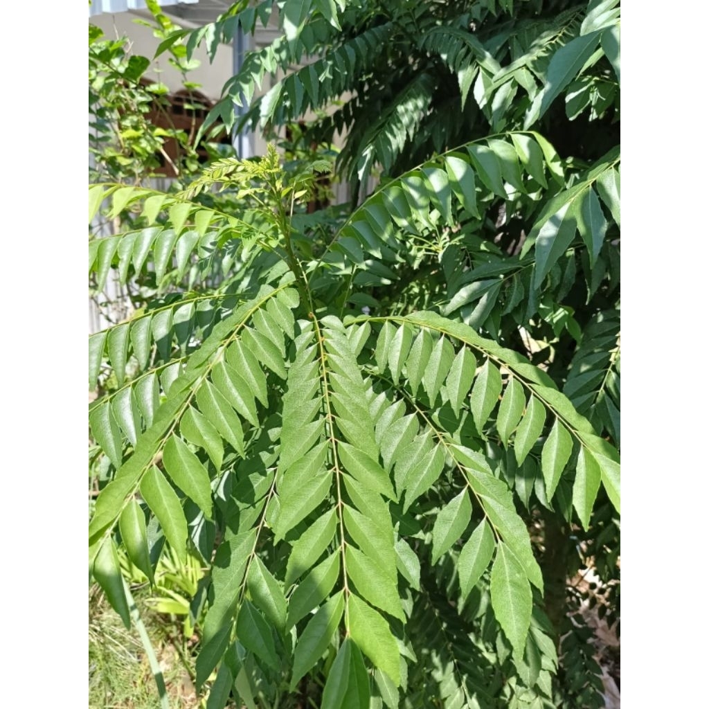 

Daun Kari Segar - 50g