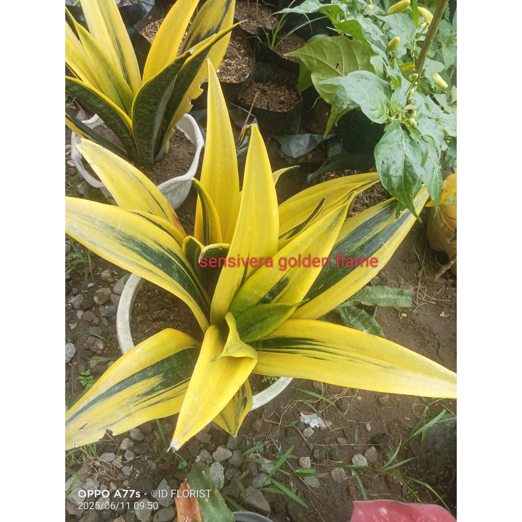 tanaman hias sensivera golden flame