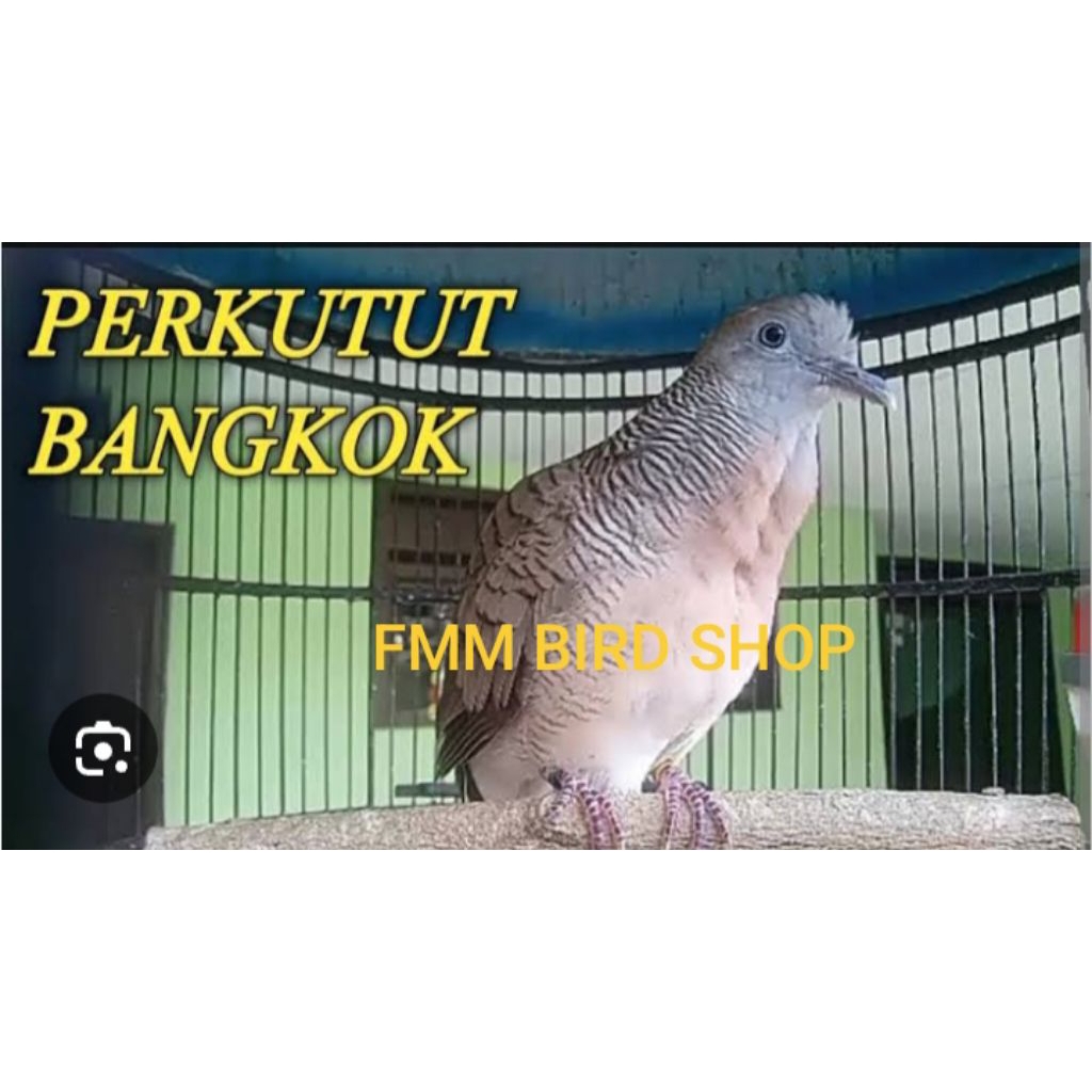 PERKUTUT BANGKOK ORI JNTAN DWASA GACORAN