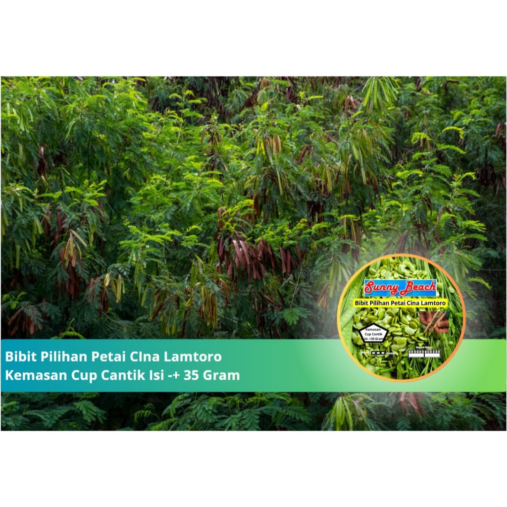 Bibit Pilihan Petai Cina Lamtoro Kemasan Cup | Biji Benih Petai Cina Lamtoro | Pete Cina