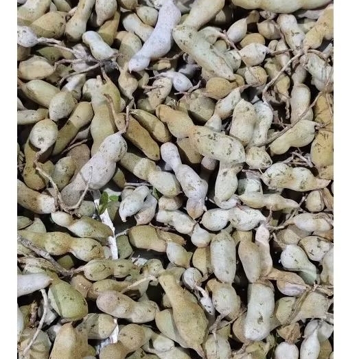 

Asam Jawa Muda 1Kg / Asam Jawa untuk rujak / Sayur asem / Asem Jawa / Acem / Celagi/ Bak mee/ Caba/ Asem Jawi