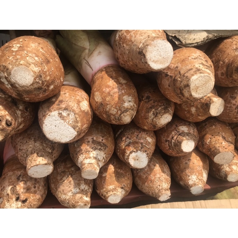 

talas bogor asli/talas/daun talas/keripik talas/ubi talas/bolu talas bogor