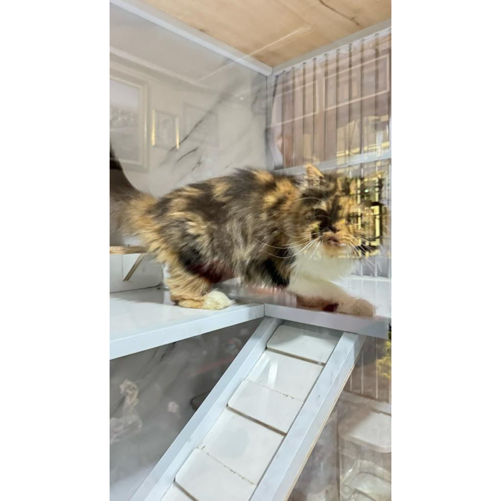 Kucing Persia Peaknose