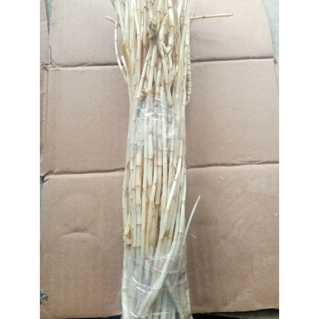 

akar Alang Alang segar