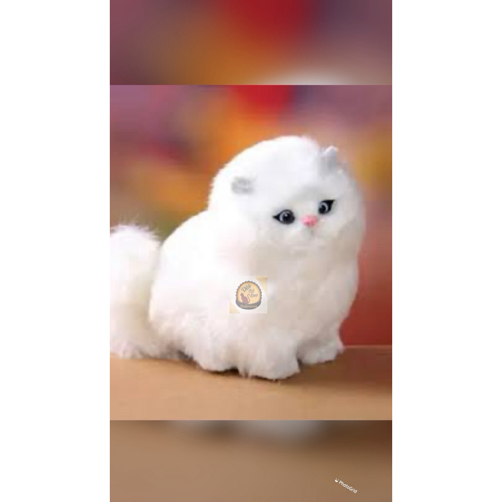 boneka kucing persia munchkin ragdol