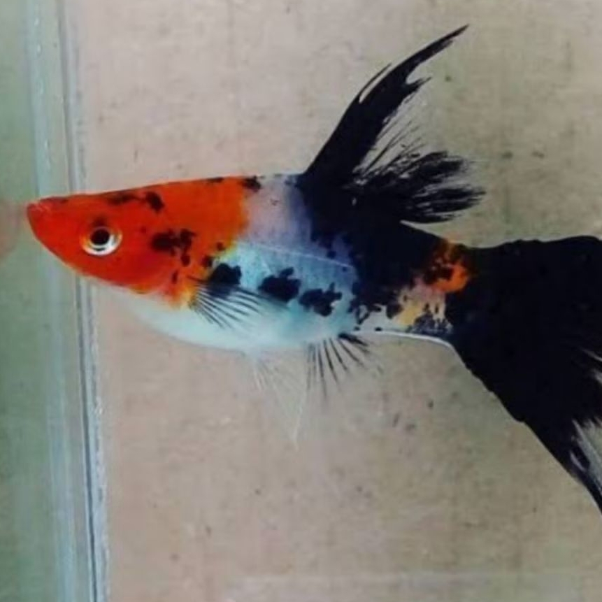 dekorasi aquarium platy sanke