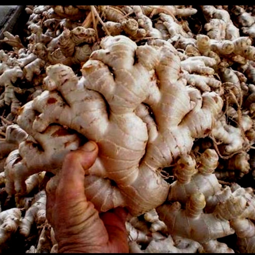 

JAHE EMPRIT 1 KG: Rahasia Kesehatan Alami untuk Daya Tahan Tubuh Optimal!Deskripsi Singkat