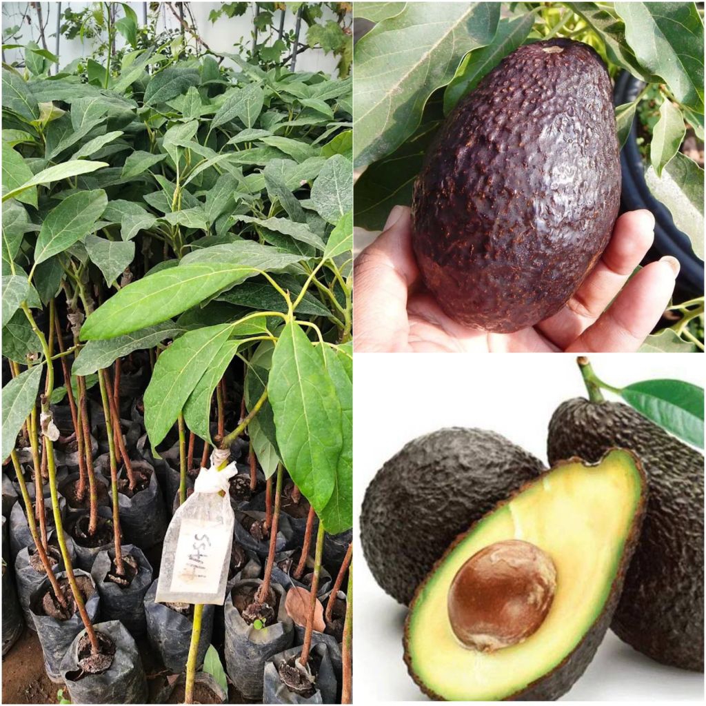 Bibit Alpukat Hass Australia
