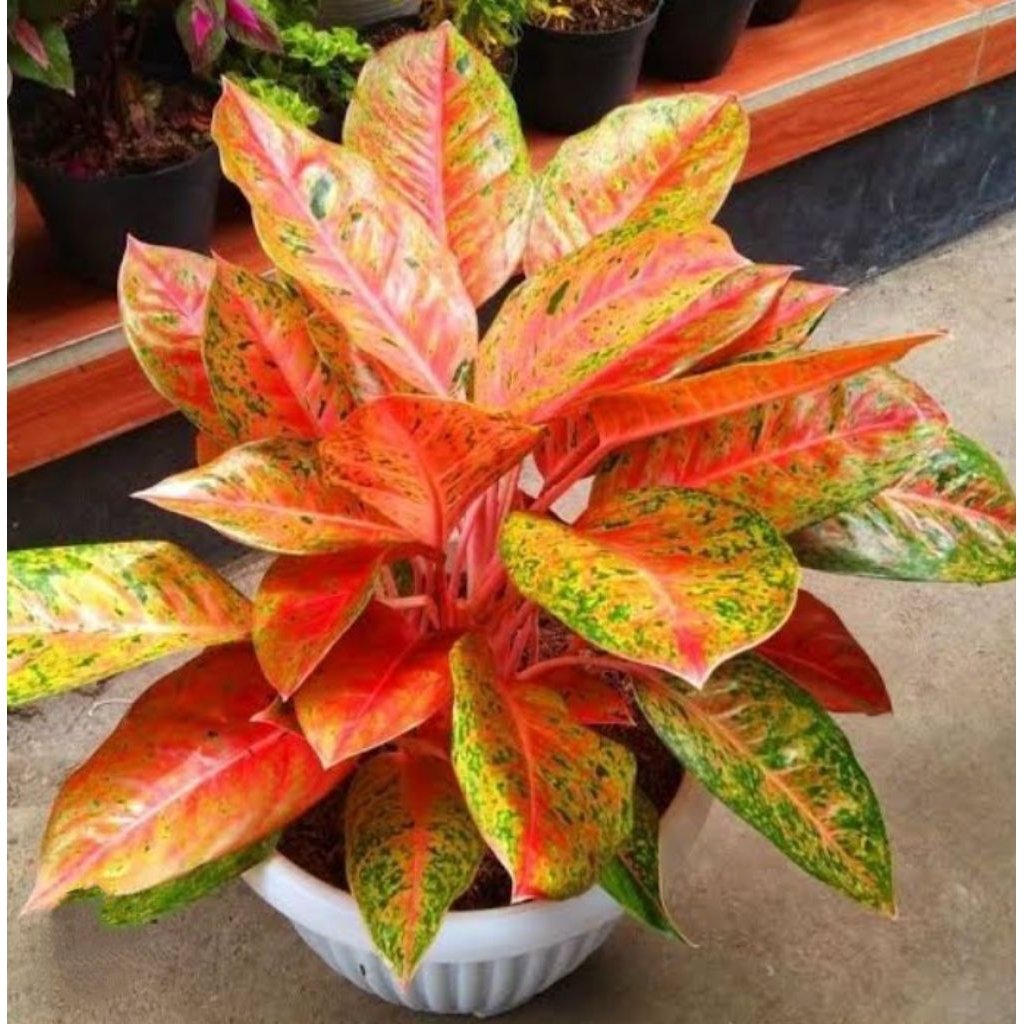 AGLONEMA BIG ROY RUMPUNAN