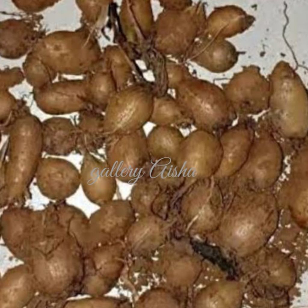 

kentang bulu atau kentang hitam / kentang kleci 500 gram baik untuk kesehatan tubuh,baik untuk mencegah kanker