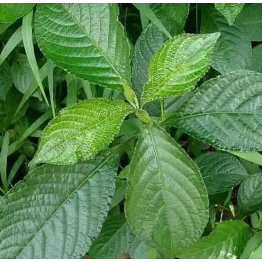 

daun keji beling /strobilathes 200 helai