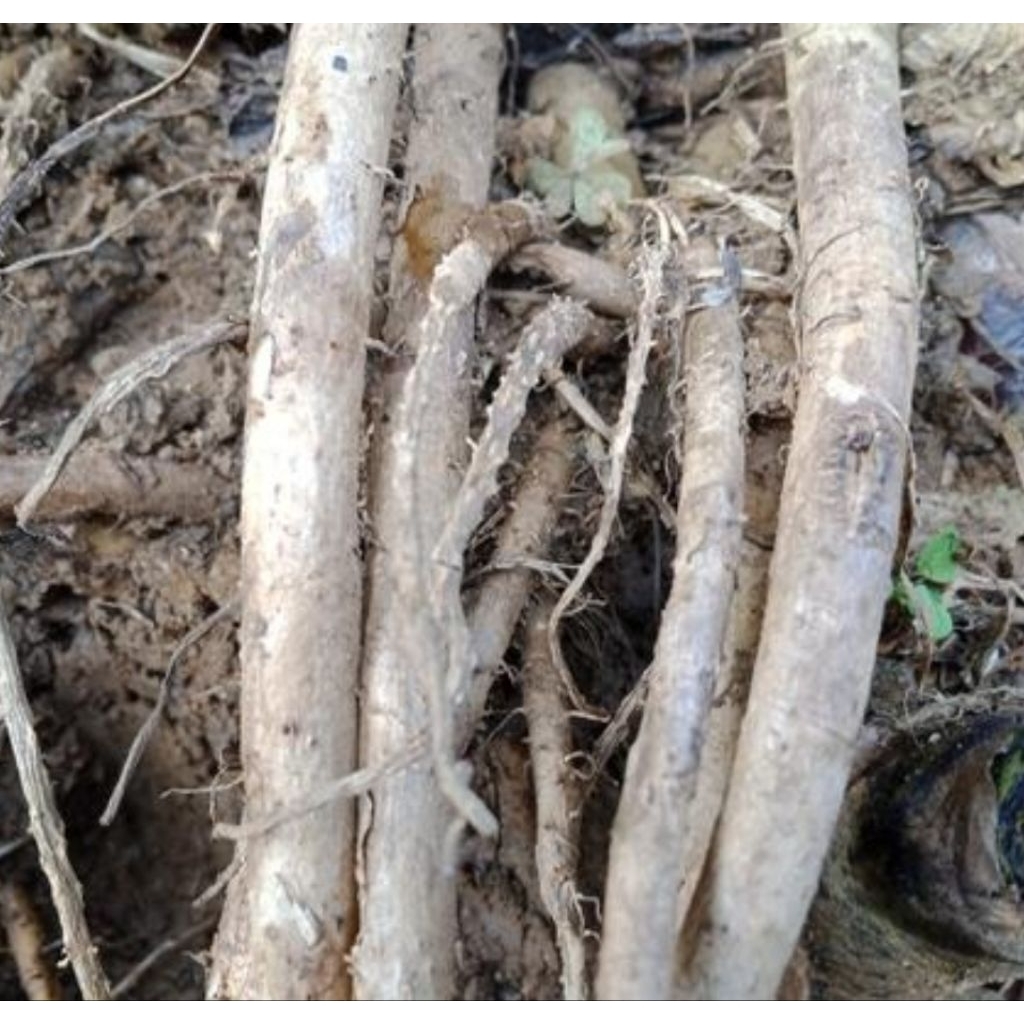 

Akar sirsak segar akar pohon sirsak fresh 250 gram-az