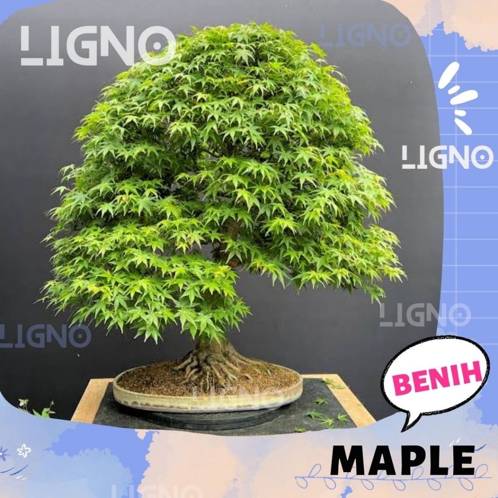 Benih MAPLE MOUNTAIN Japanese Bonsai Biji Pohon