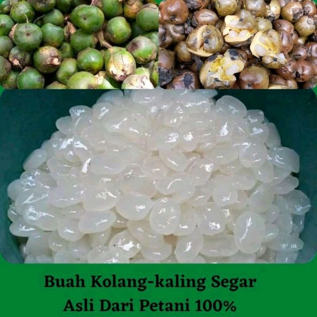

Buah kolangkaling 1kg segar asli 100% fres kualitas terjamin keasliannya