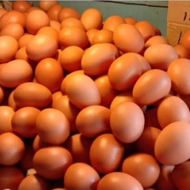 

TELUR AYAM KUALITAS SUPER PILIHAN