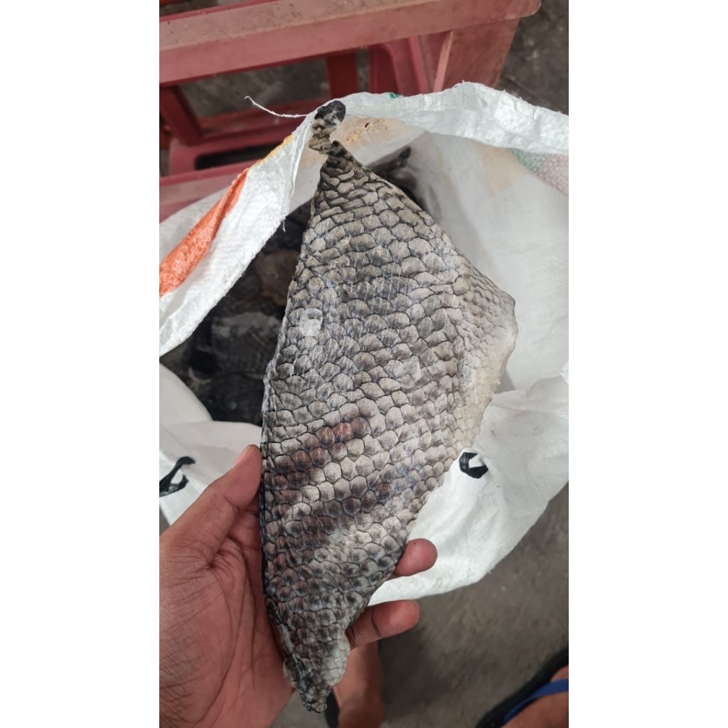 

kerupuk kulit ikan nila/tilapia