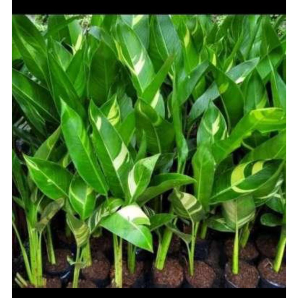 Tanaman hias pisang Golden Varigata