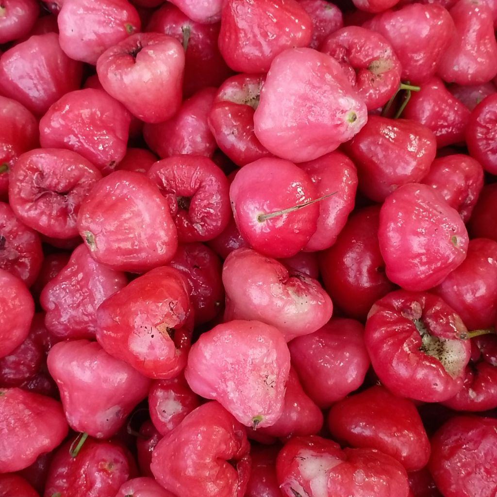 

jambu air asam seger untuk rujak 250 gr