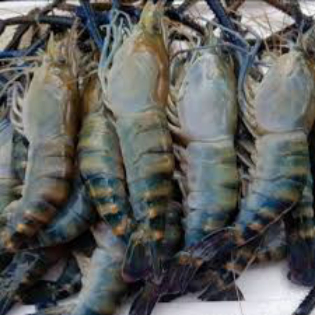 

Udang Galah/ Sungai segar/ udang galah segar/ udang sungai fresh