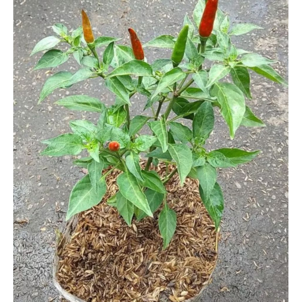 Pohon cabe hijau kecil / pohon cabe goreng