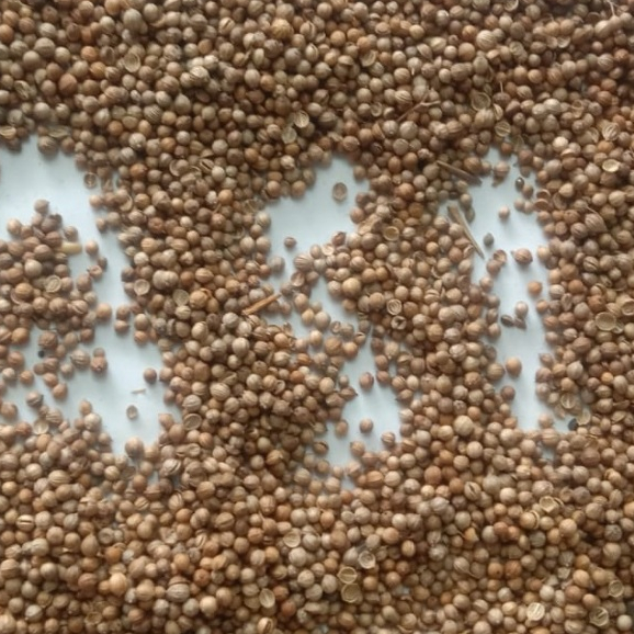 

Ketumbar Hitam Utuh Organik 1 Kilogram – Abu Yasir Store Black Coriander