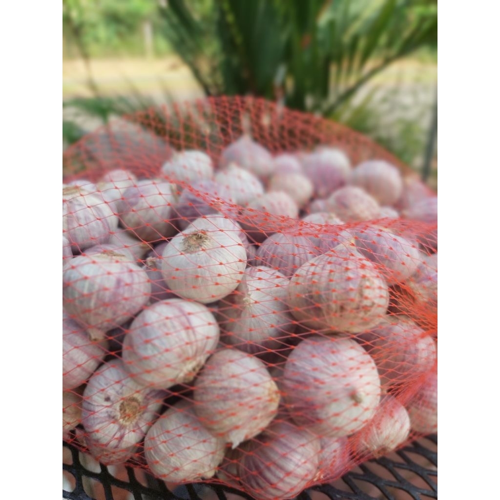 

Bawang Putih Tunggal Jumbo