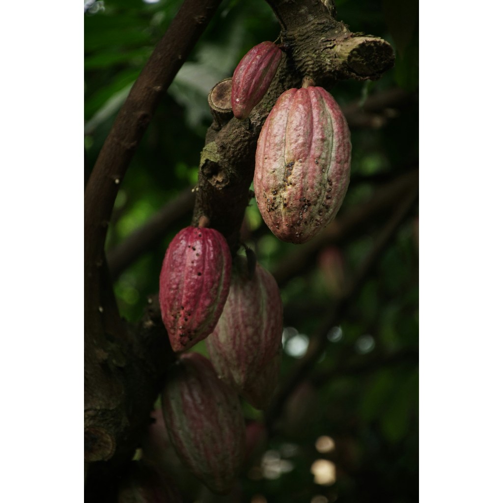 

Bubuk Cokelat Premium Sinar Jaya 500 Gr (Bubuk Cokelat 1/2 Kg)