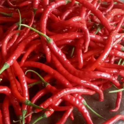 

250 gram cabe keriting /cmk fress petik langsung dari petani