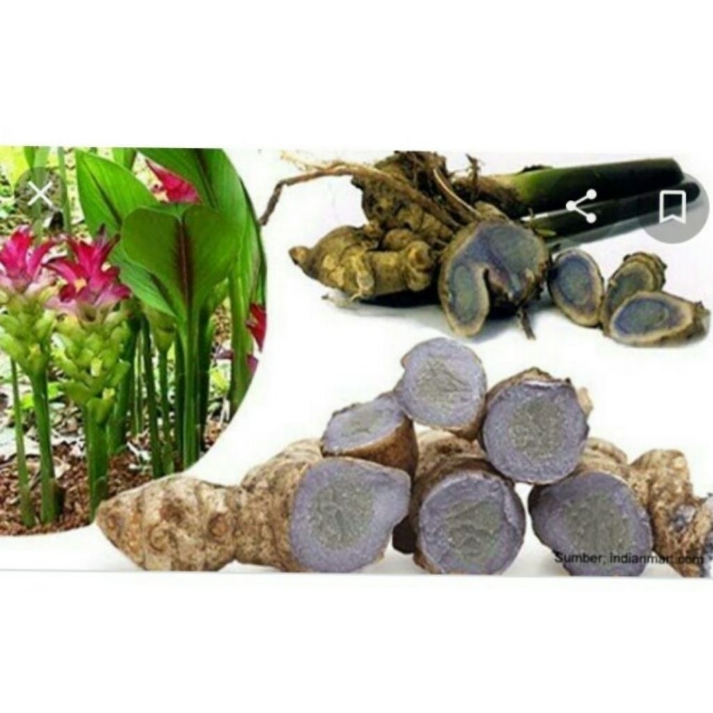 

jual temu hitam 1 kg