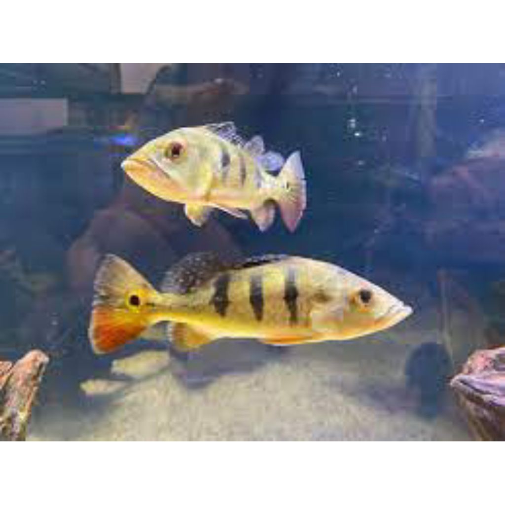 pbas mono pelet 13cm