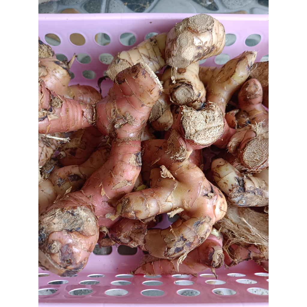 

Lengkuas Bersih Segar 500 gr