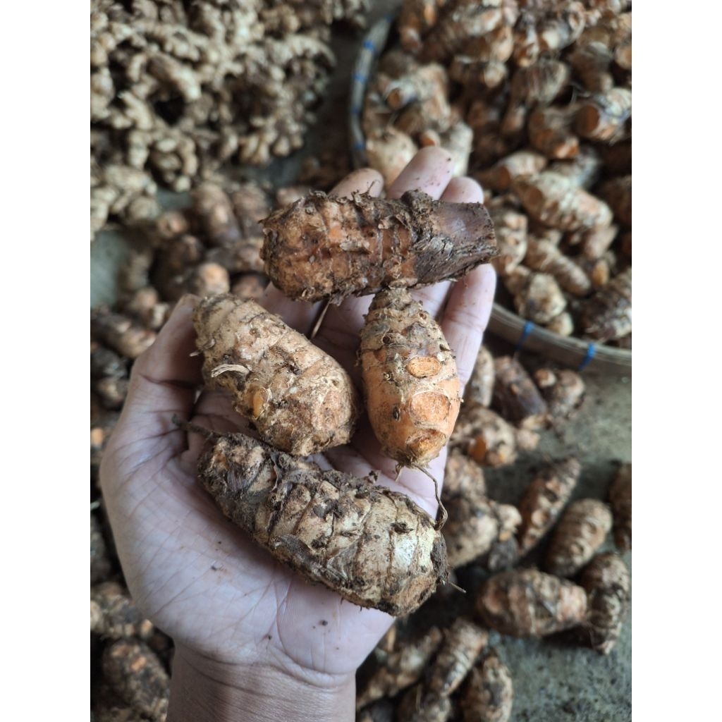 

Biang Kunyit Empu 1Kg Tua