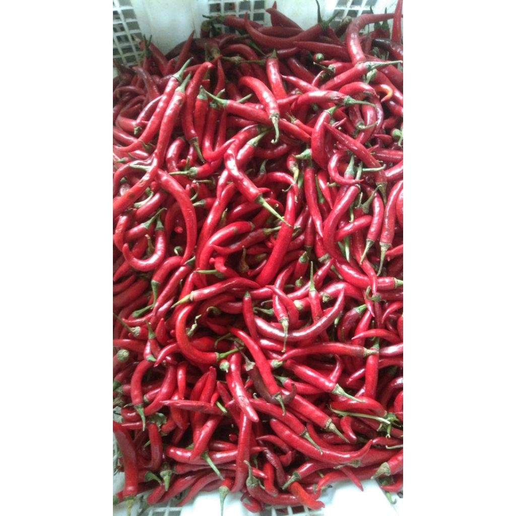 

cabe merah tw