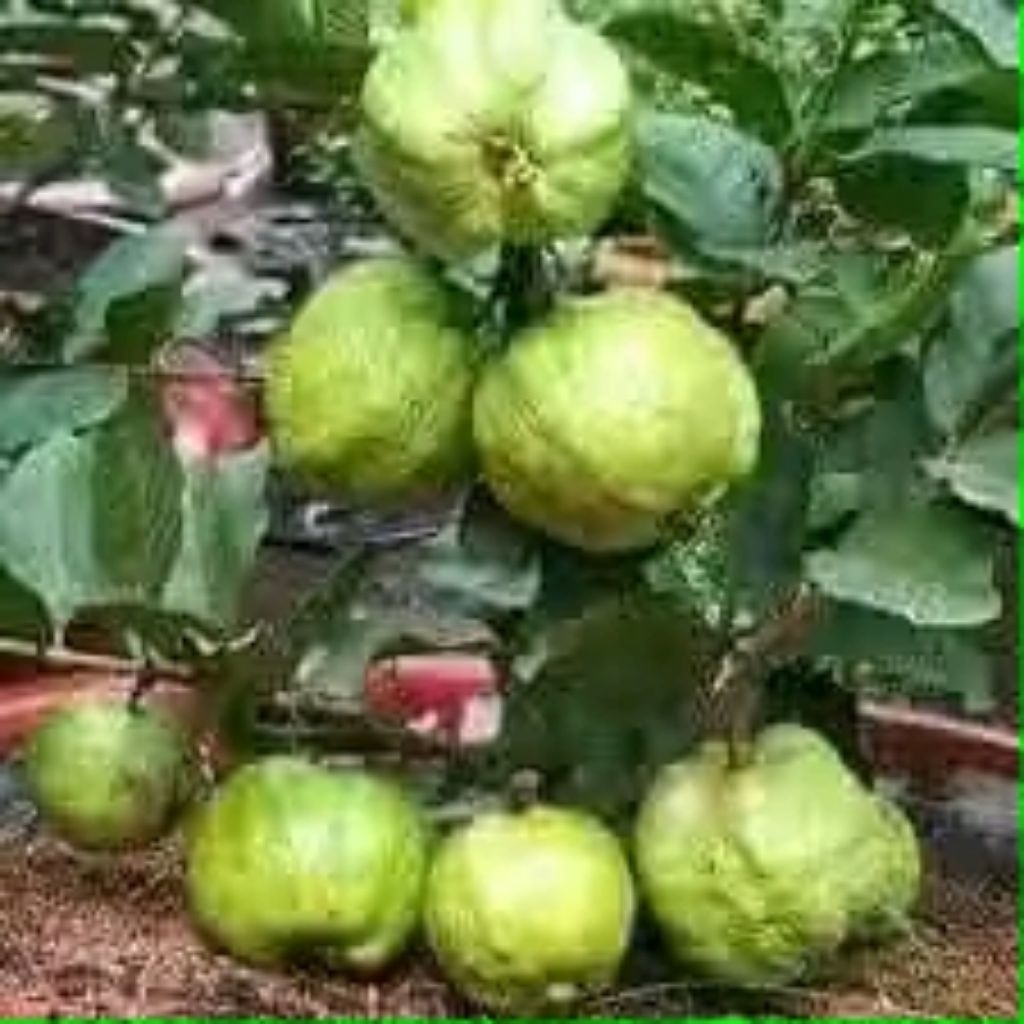 

bibit jambubi keristal siap buah hasil okulasi ukuran 60cm