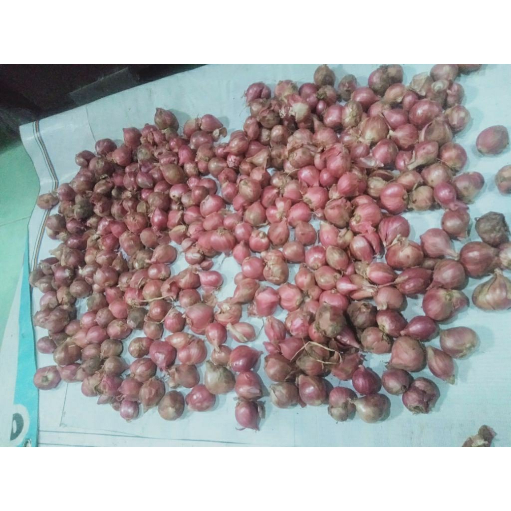 

bawang merah