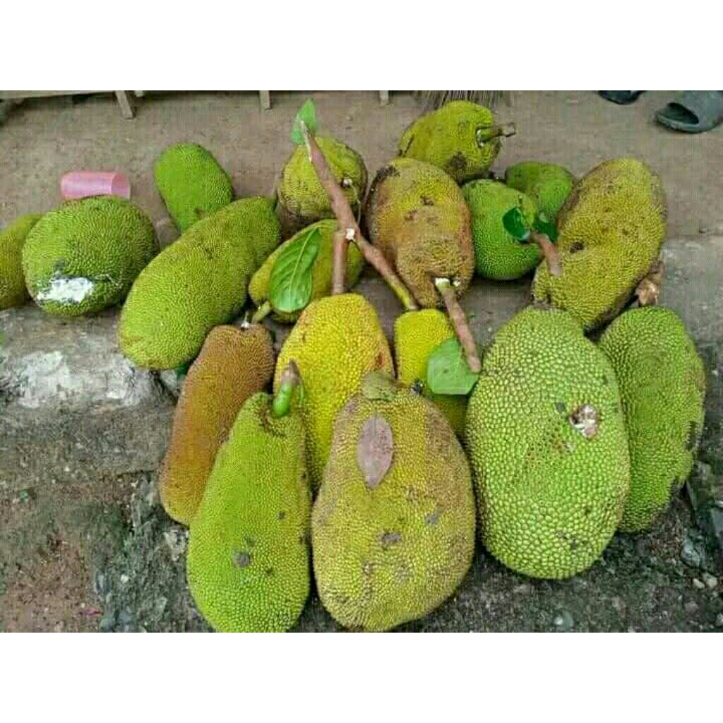 

Gori Nangka