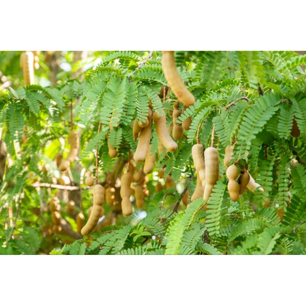 

asem jawa per 1kg