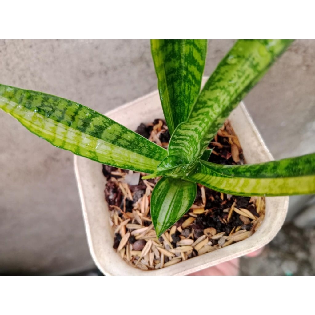 Sansivera Gabriella Variegata