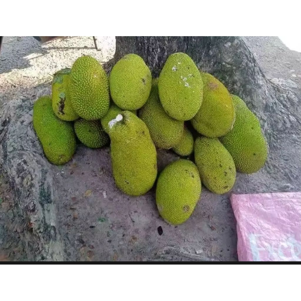 

Nangka muda/ nangka sayur per 2 kg