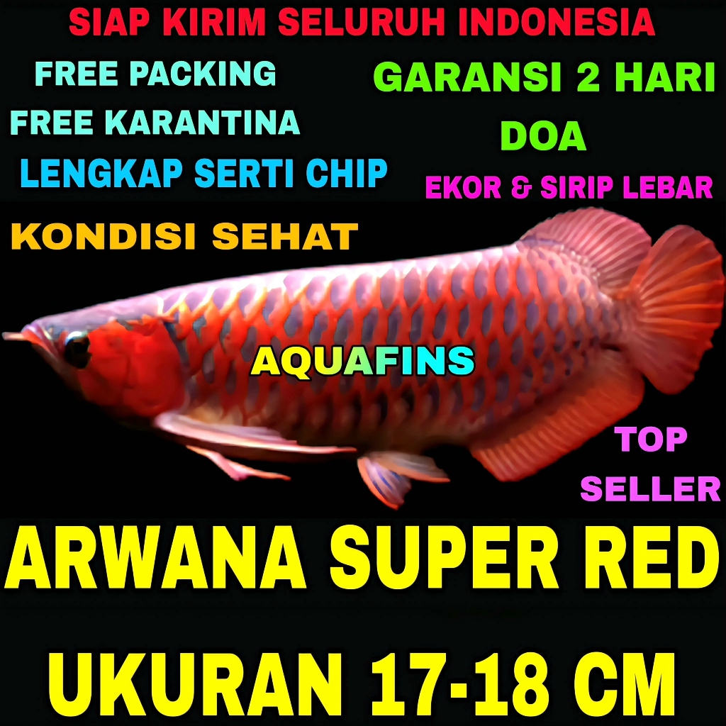 HIASAN ARWANA SUPER RED DRAGON SCLEROPAGES FORMOSUS UKURAN 17-18 CM