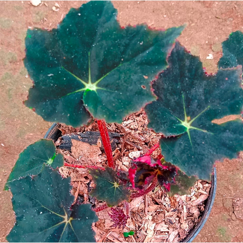 BEGONIA "BLACK VELVET"