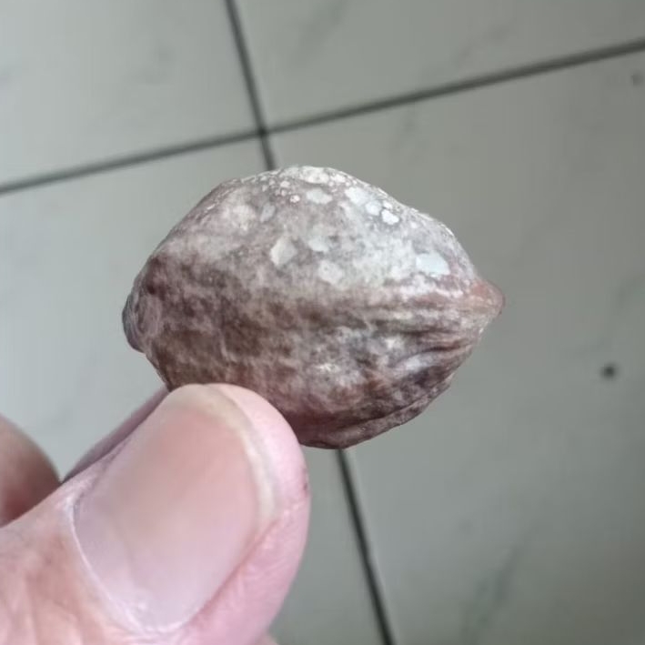 Kemiri Adu Muncang Adu Yanti Doglas Ori Full Tua