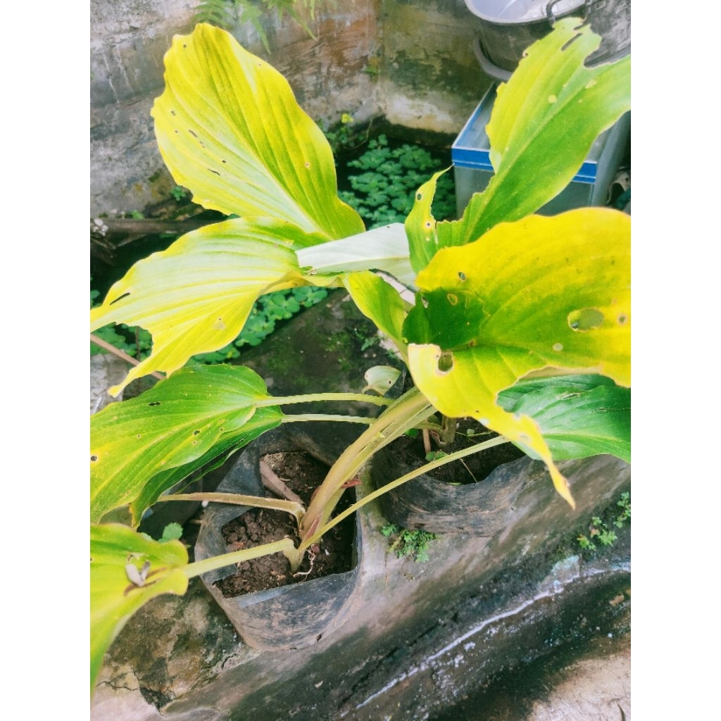 bibit kunir/kunyit hitam