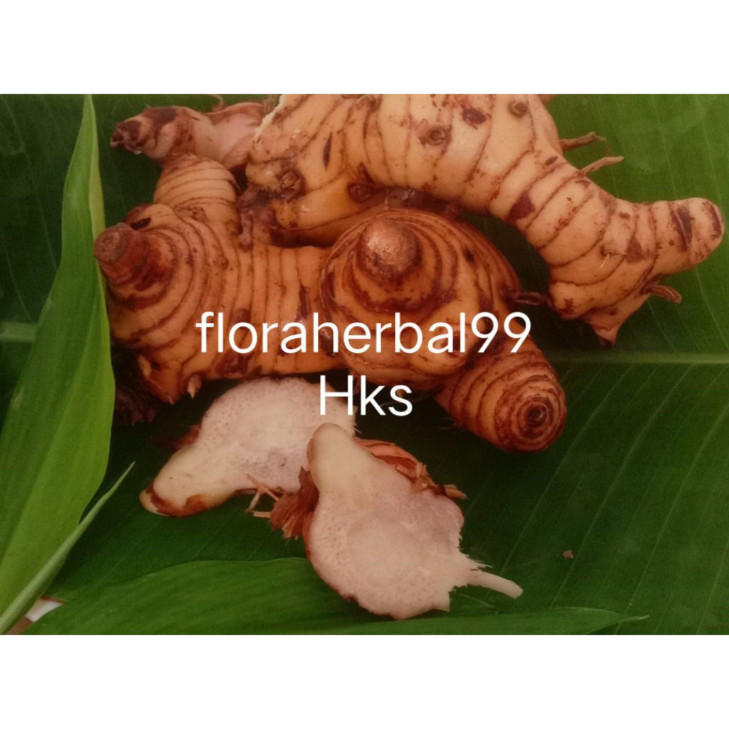 

LENGKUAS/LAOS/LAJA Bumbu 1kg