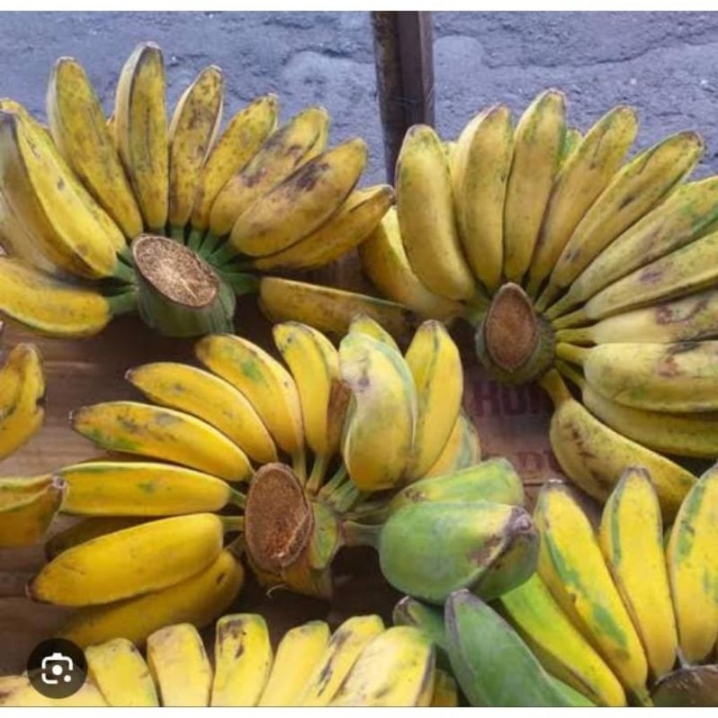 

Buah pisang kepok kuning 1sisir