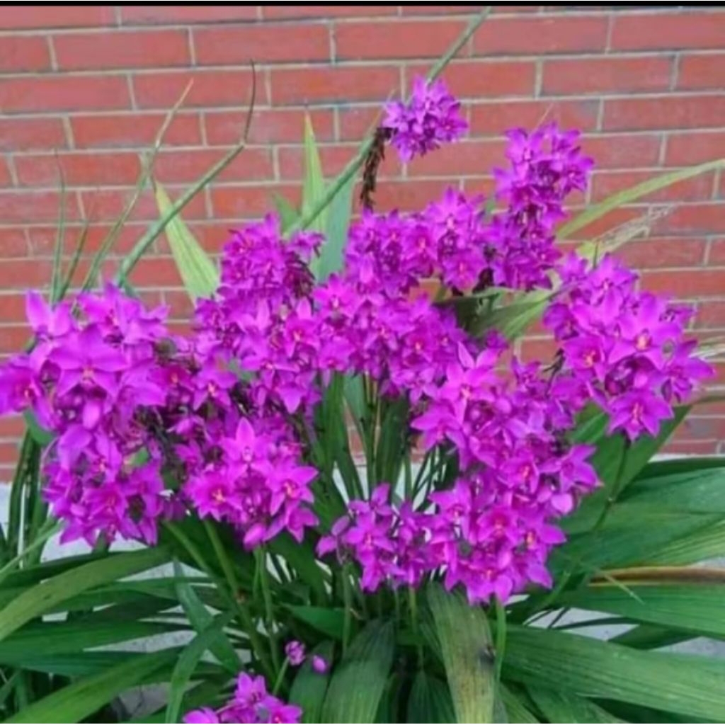 Tanaman Hias Anggrek cimbydium Anggrek Tanah Tanaman Hias Anggrek