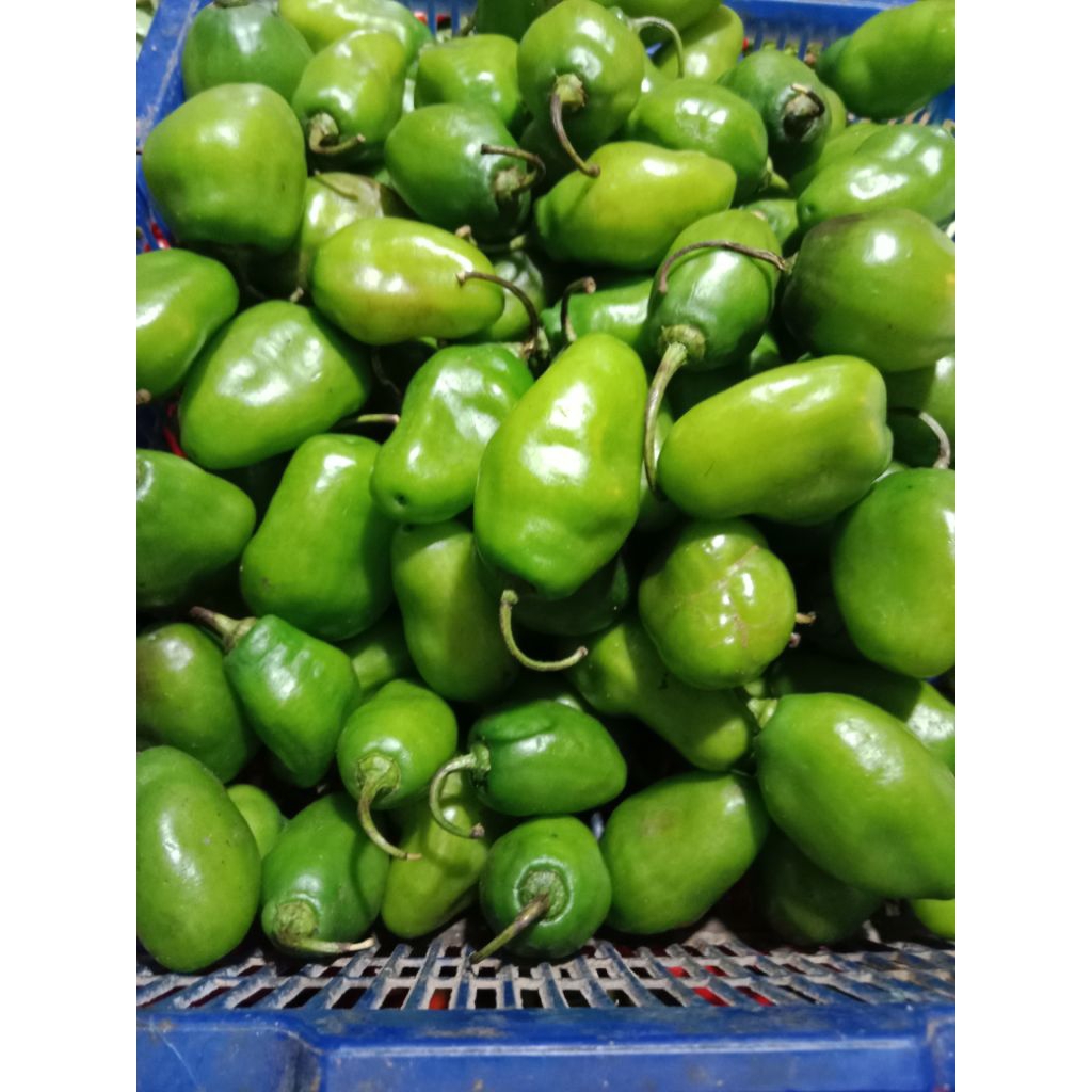 

Cabe gendot fresh